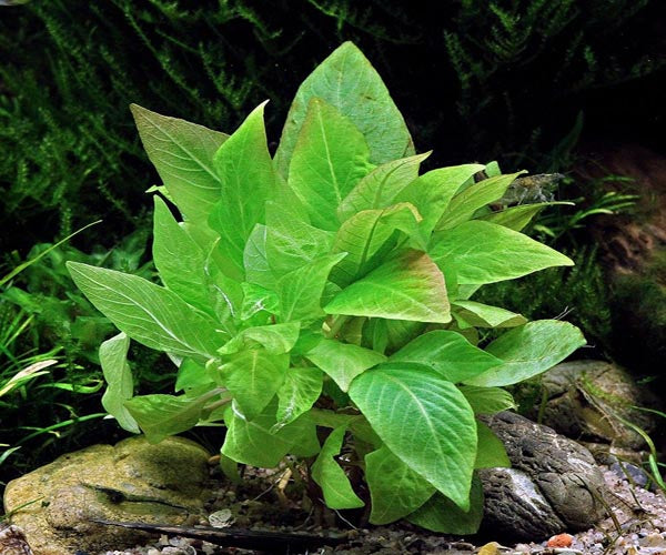 Hygrophila Corymbosa Compact