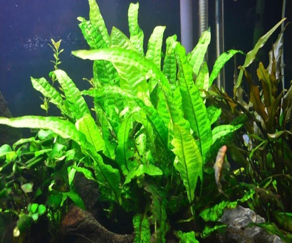 Java Fern Naroow Leaf 5 Cm Mesh