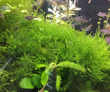 Java Moss