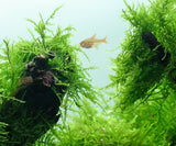 Java Moss