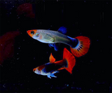KOI GUPPIES
