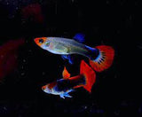 KOI GUPPIES