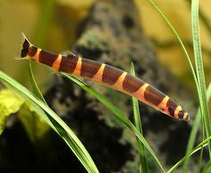 Kuhli Loach