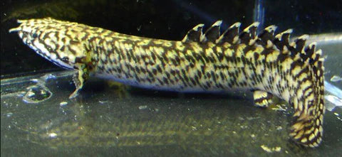 Leopard senegal 3'' Inches