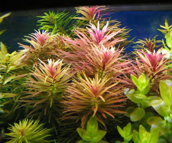 Limnophila Aromatica Purple
