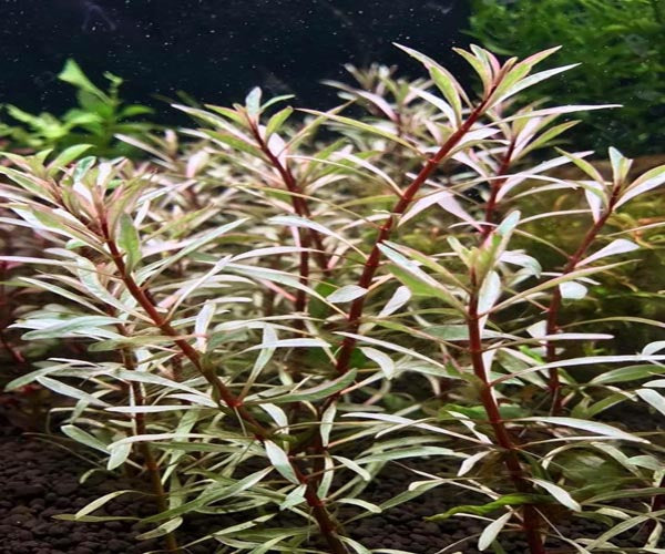 Ludwigia Arcuata N