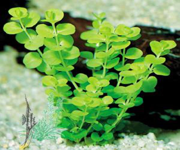 Lysimachia Nummularia Green Ca
