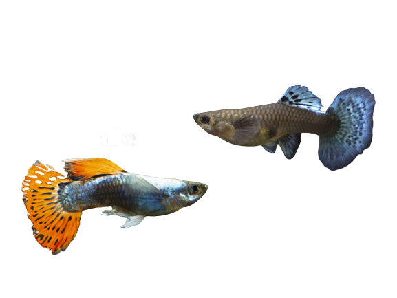 Male Female Guppy Combo Pack