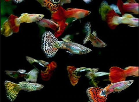 MALE GUPPY PACK OF -10 PCS