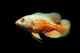 Albino Tiger Oscar Fish