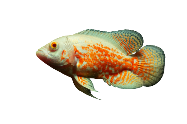 Mango Oscar Fish