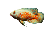Albino Tiger Oscar Fish