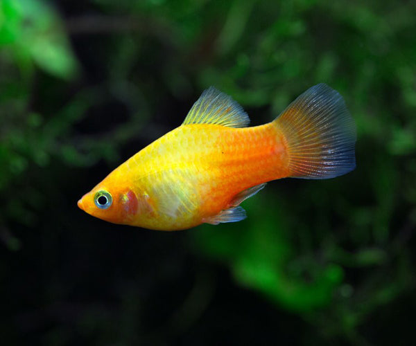 MANGO PLATY