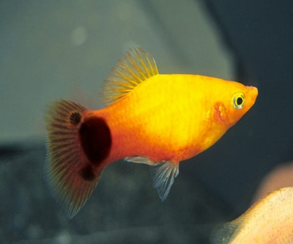 Mickymouse Platy