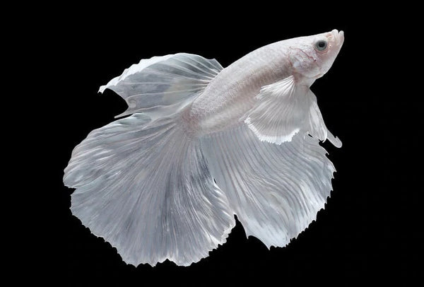 Milk white tail Betta Fish