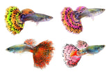 MIXED COLOUR MALE GUPPY
