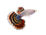 MIXED COLOUR MALE GUPPY