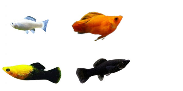 Molly Fish Combo