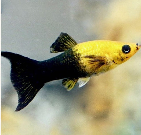 Molly Fish Variaties