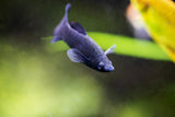 Molly Fish Variaties