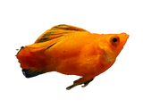 Molly Fish Variaties