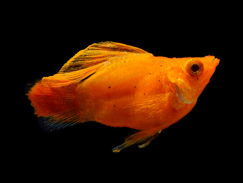 Molly Fish Variaties