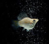 Molly Fish Variaties