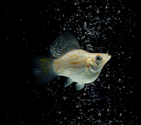 Molly Fish Variaties