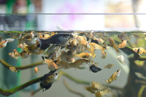 Molly Fish Variaties
