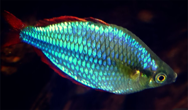 Neon Rainbow