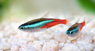 NEON TETRA PACK OF - 6 PCS