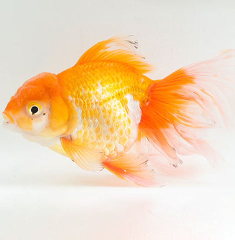 ORANDA GOLD