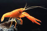 ORANGE LOBSTER
