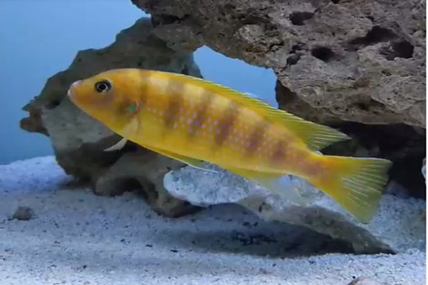 Orange Marf Cichlid