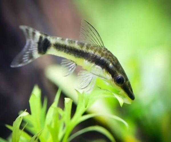 OTOCINCLUS