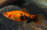 Paltty Fish Varieties