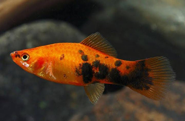 Paltty Fish Varieties