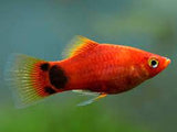 Paltty Fish Varieties