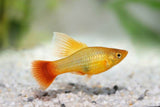 Paltty Fish Varieties