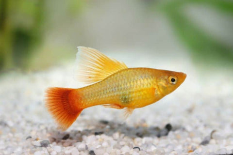 Paltty Fish Varieties