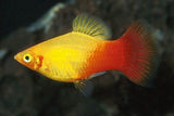 Paltty Fish Varieties