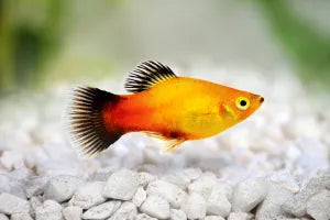 Paltty Fish Varieties