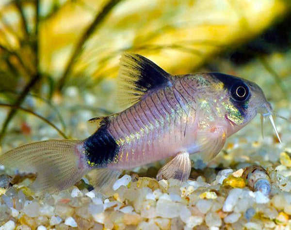 PANDA CORYDORAS
