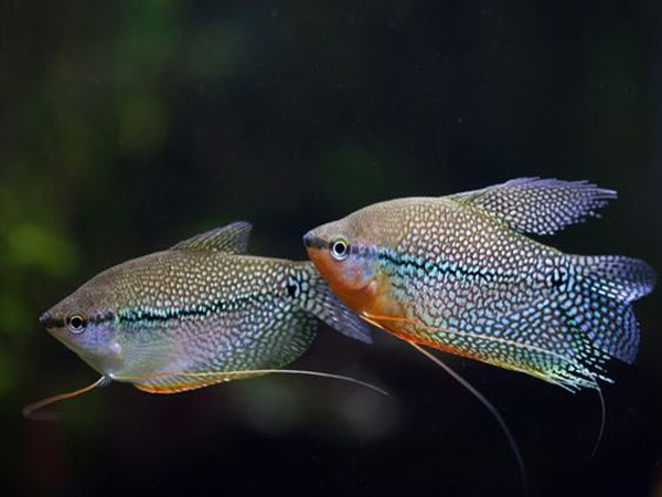 Pearl Gourami
