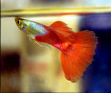 PLATINUM RED GUPPY