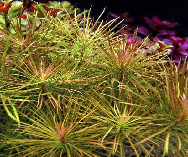 Pogostemon Stellatus