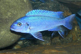 POWDER BLUE CICHLID