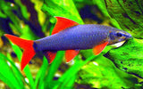 Rainbow Shark ( 2.5 to 2.8 inch)