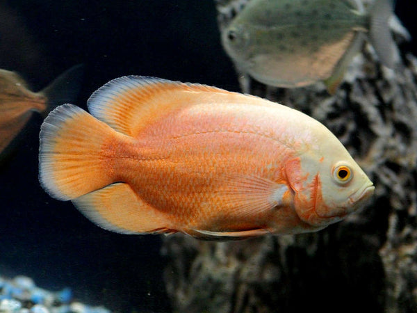 Red Albino Oscar Fish