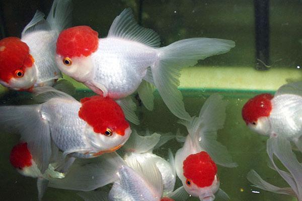 Red Cap Gold